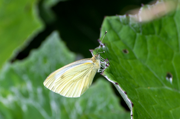 Small White-DSZ5290