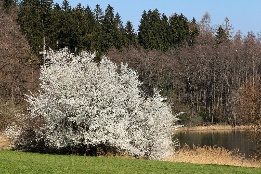 Frühling am Metelisweiher