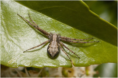 IMG 0803 Running Crab Spider.v2jpg