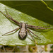 IMG 0803 Running Crab Spider.v2jpg