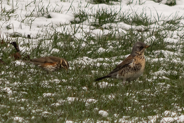 Redwing and Fieldfare