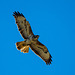 Buzzard