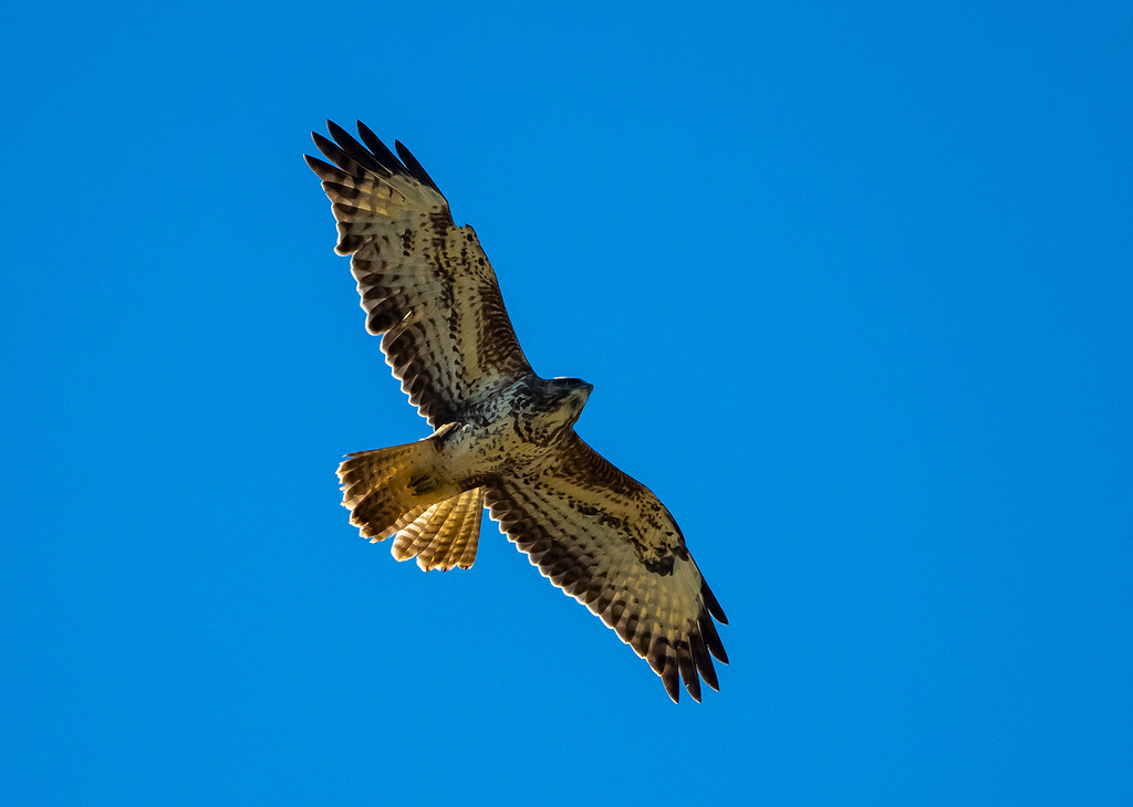 Buzzard