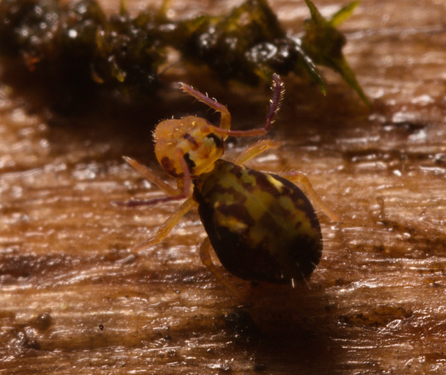 IMG 7324 Springtail-1