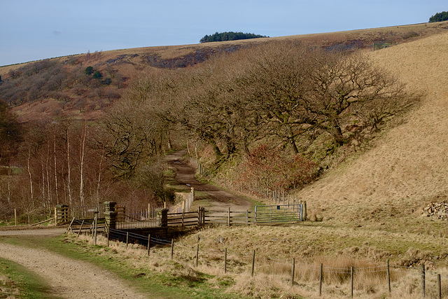 Mossy Lea track