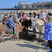 EOS 90D Peter Harriman 15 05 22 03890 donkeyCorner dpp