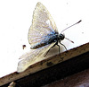 Tiny butterfly