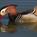 Mâle mandarin