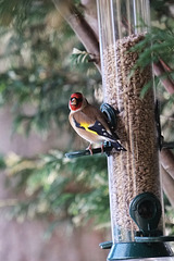 Goldfinch