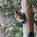 Goldfinch