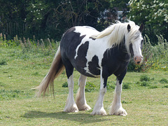 Hatton Cross Horses (1) - 6 June 2015