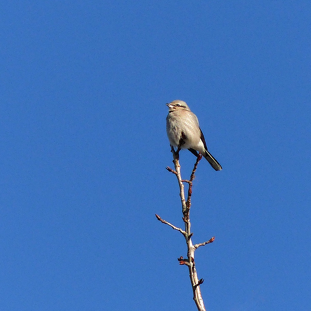 Northern Shrike / Lanius excubitor