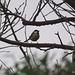 Great Tit - yellow in a grey morning