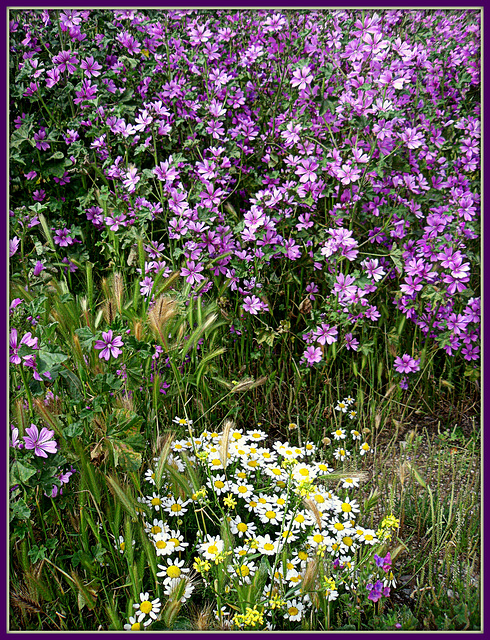 Spring wildflowers, Algete, Spain