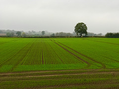 Staffordshire autumn