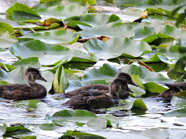 Wood Ducks