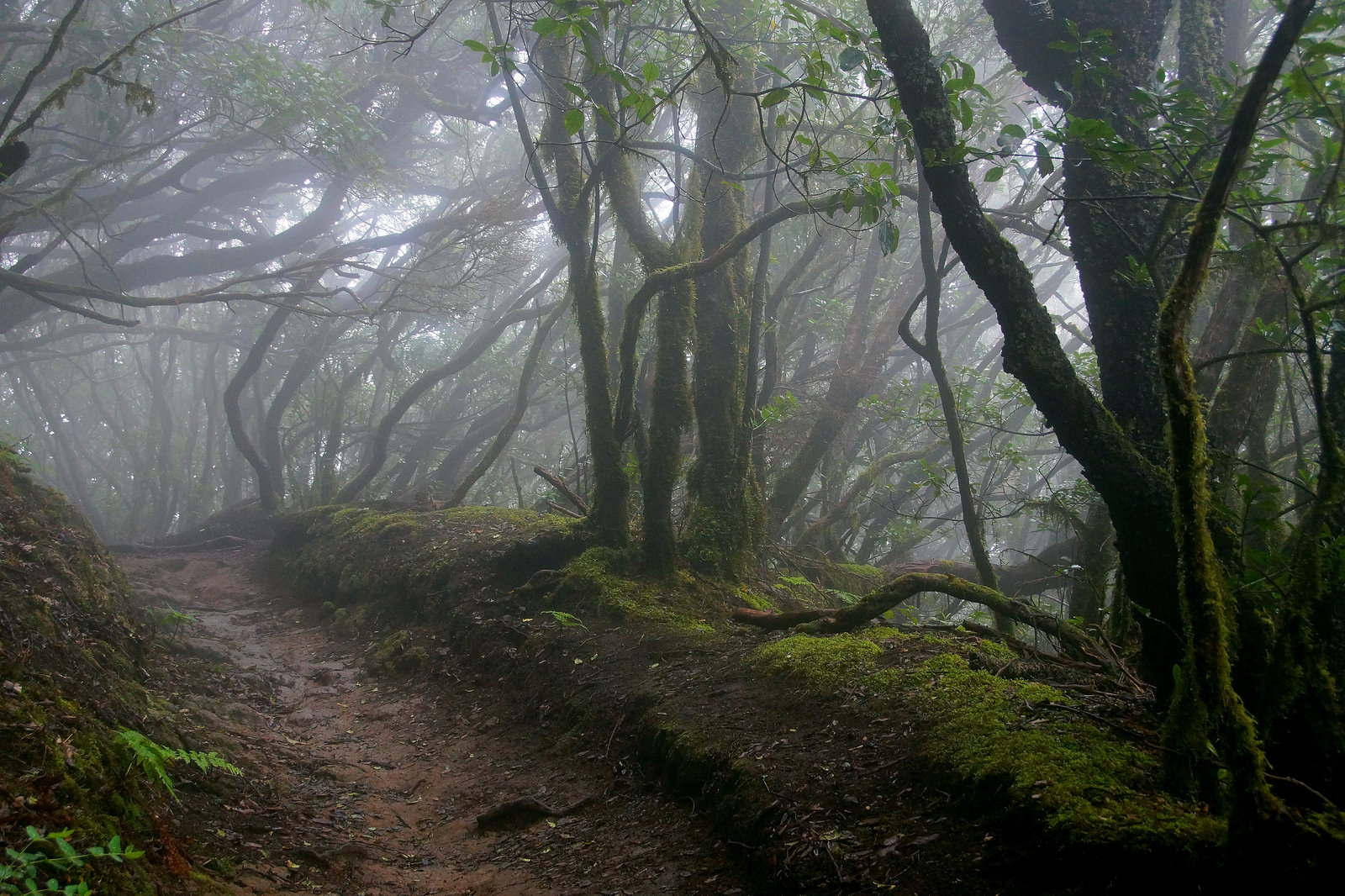 Nebliger Lorbeerwald