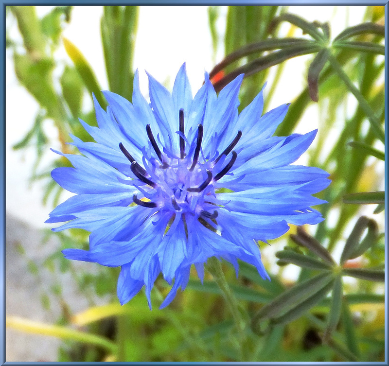 Kornblume. ©UdoSm