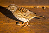 Dunnock