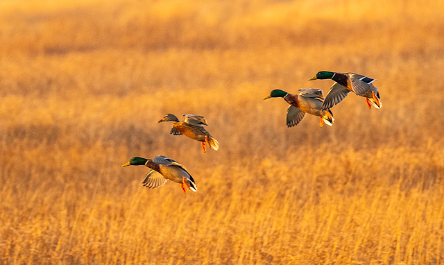 Mallards in flight