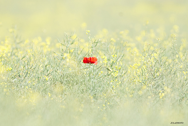 Le coquelicot solitaire