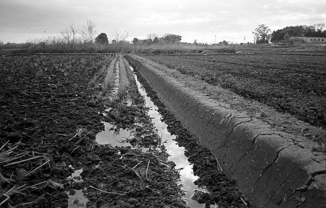 Ridge in paddy fields