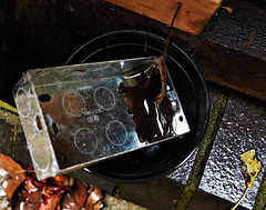 Still Life In The Rain