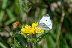 Small White-DSZ5401