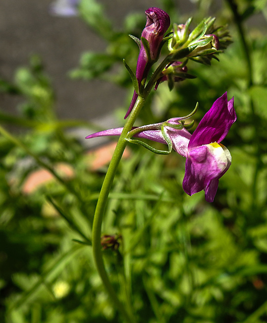 20220515 0958CPw [D~LIP] Marokkanisches Leinkraut (Linaria maroccana), Balkonblumen, Bad Salzuflen