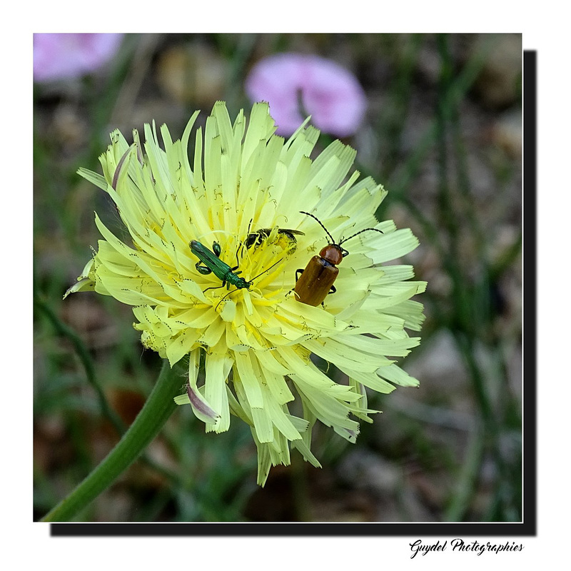 Coexistence et partage !