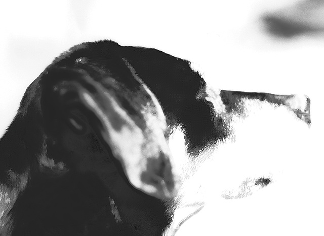 Benny, Studie, Film