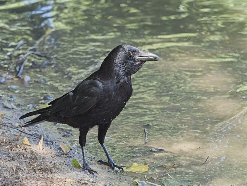 Greedy Crow