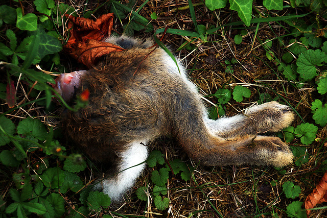 Pattes porte-bonheur mais pas au lapin . Le chat a encore frappé !