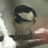 Coal Tit