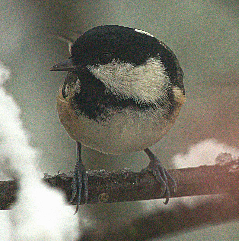 Coal Tit