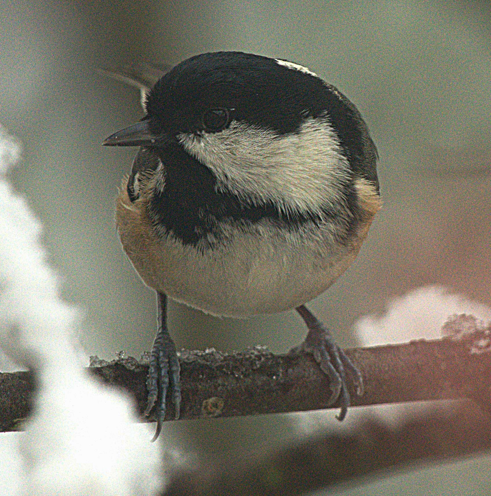 Coal Tit