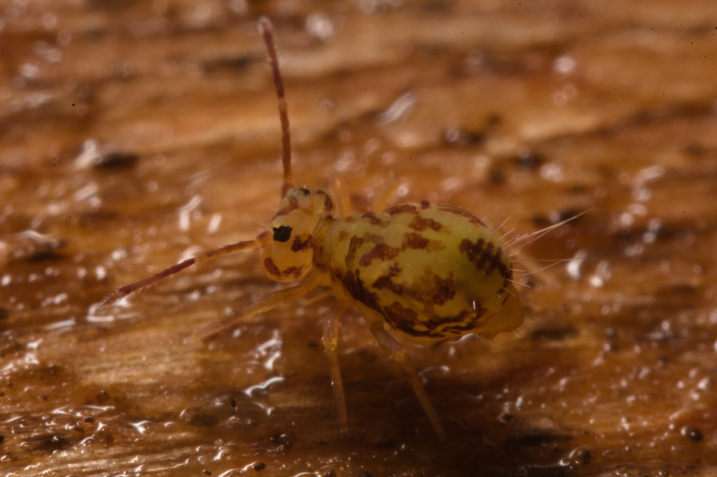 IMG 7328 Springtail