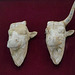 Sitia - Archaeological Museum