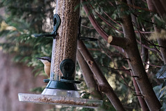 Nuthatch