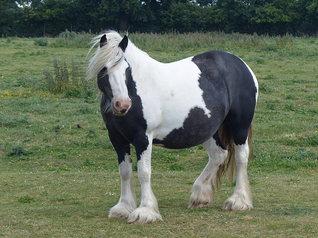 Hatton Cross Horses (2) - 6 June 2015