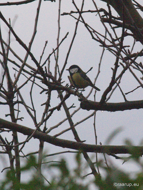 Great Tit