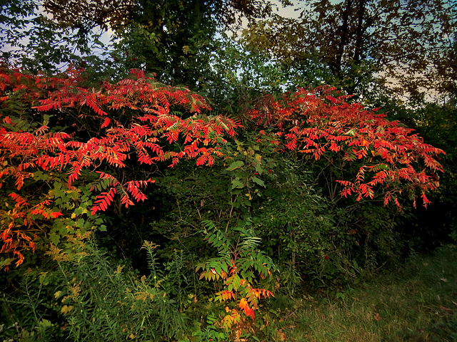 Sumac at sunset