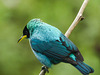 Green Honeycreeper male, Trinidad