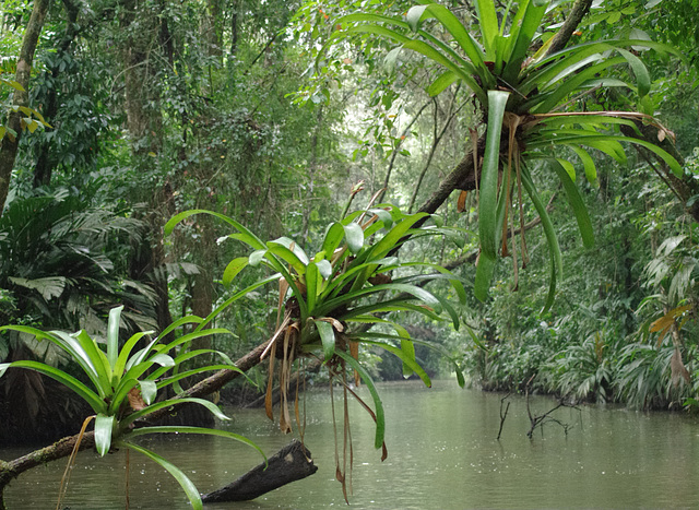 Epiphytic bromeliads