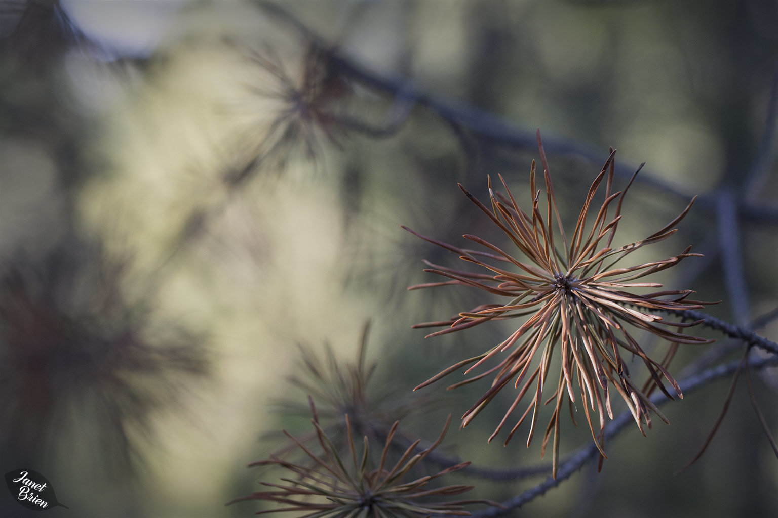 Pine Needle Cluster