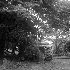 Cock on the temple ground