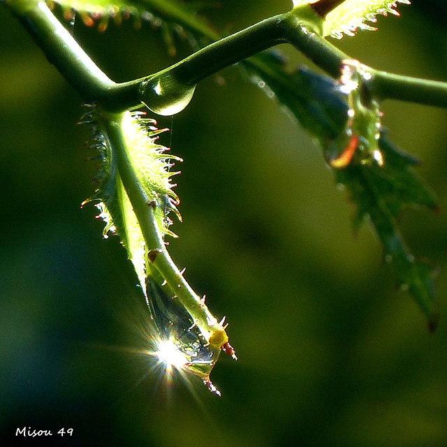 MON JARDIN