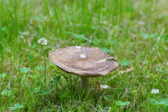 Pilz im Schlossgarten Gieboldehausen