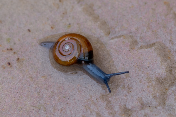 Snail-DSZ8473