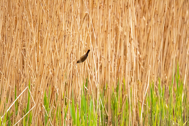 Cetti's warbler